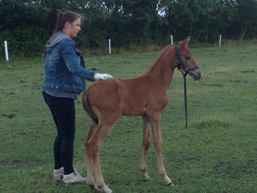 Palomino Holms Mr Duddits billede 8