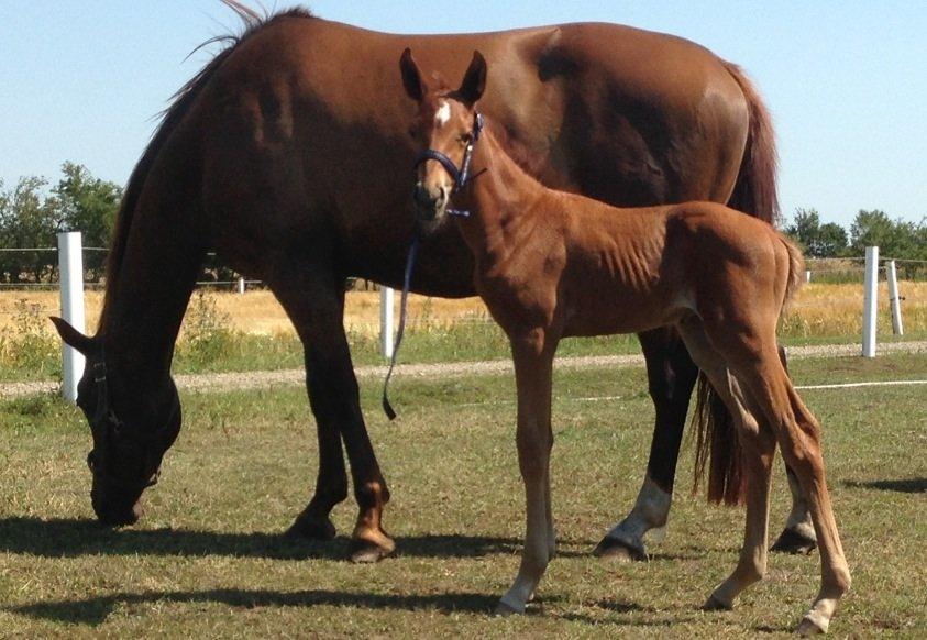 Palomino Holms Mr Duddits billede 9