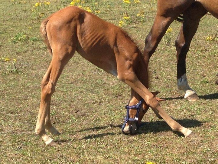 Palomino Holms Mr Duddits billede 10