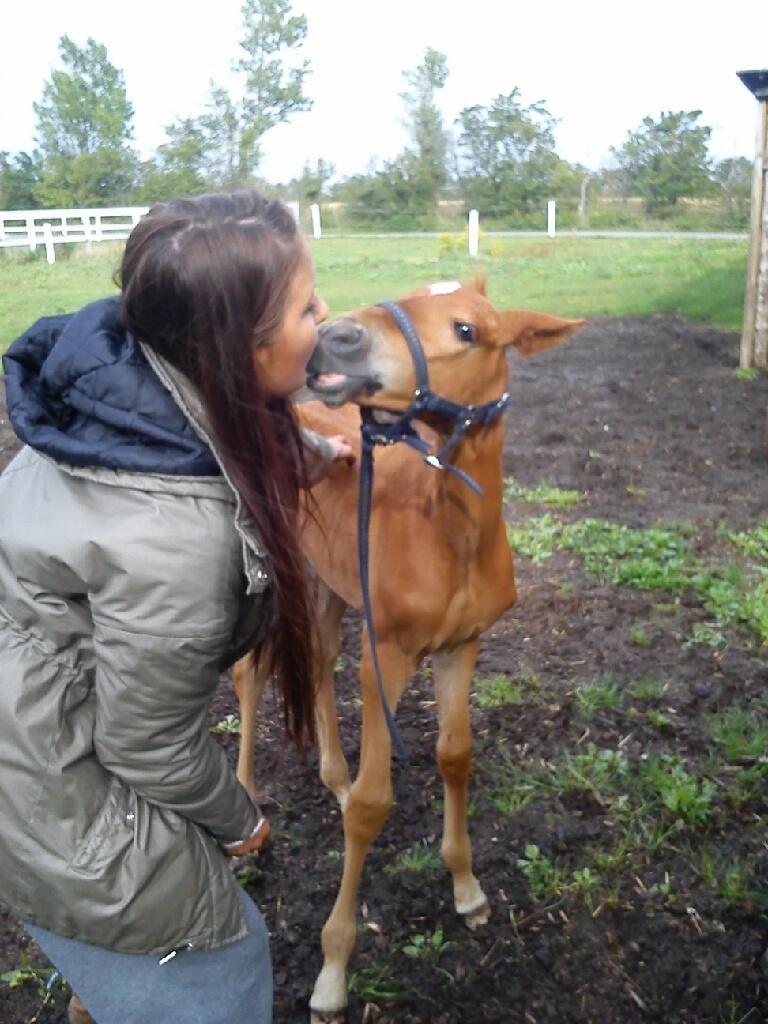 Palomino Holms Mr Duddits billede 11