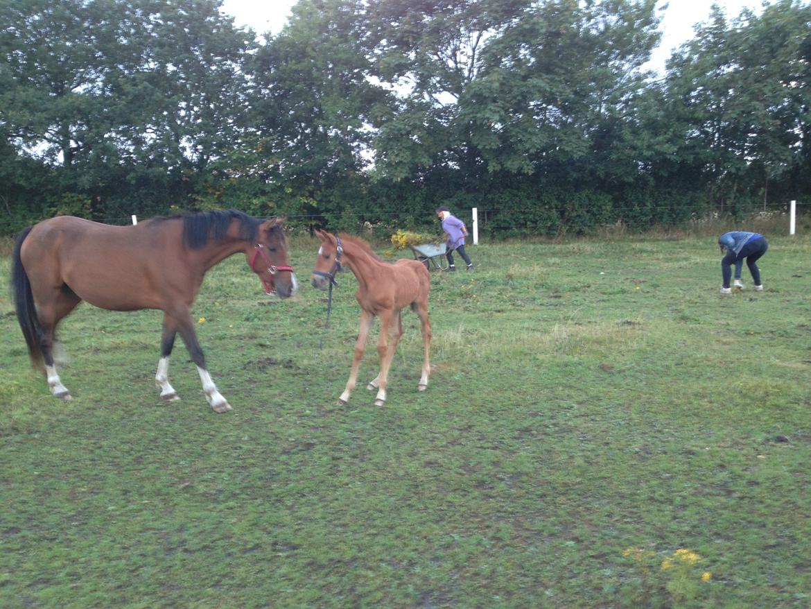 Palomino Holms Mr Duddits billede 13