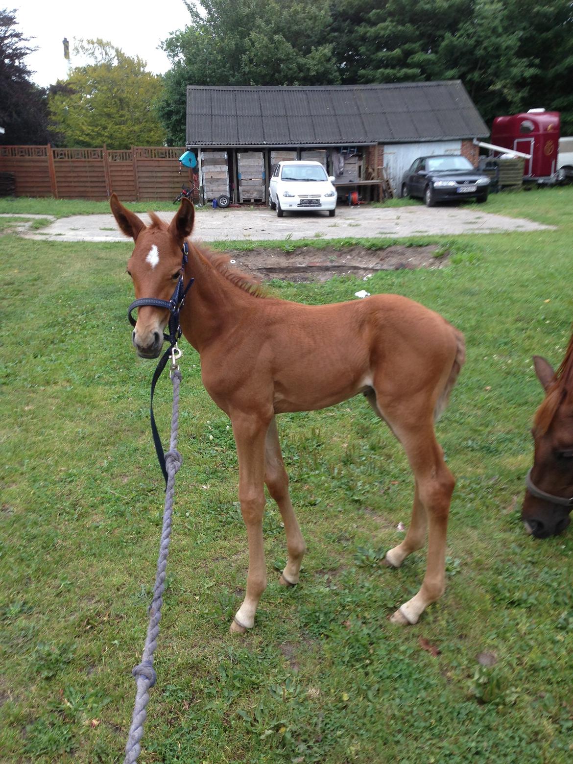 Palomino Holms Mr Duddits billede 12