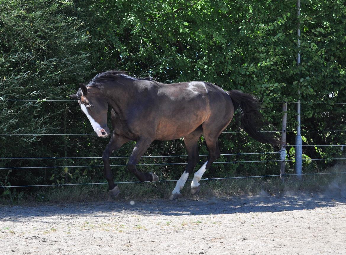 Dansk Varmblod Le' Quick billede 17