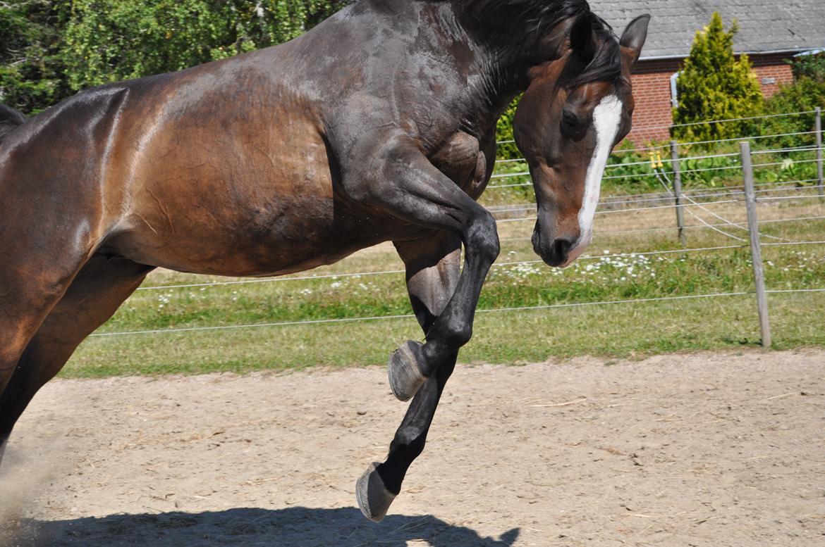Dansk Varmblod Le' Quick billede 19