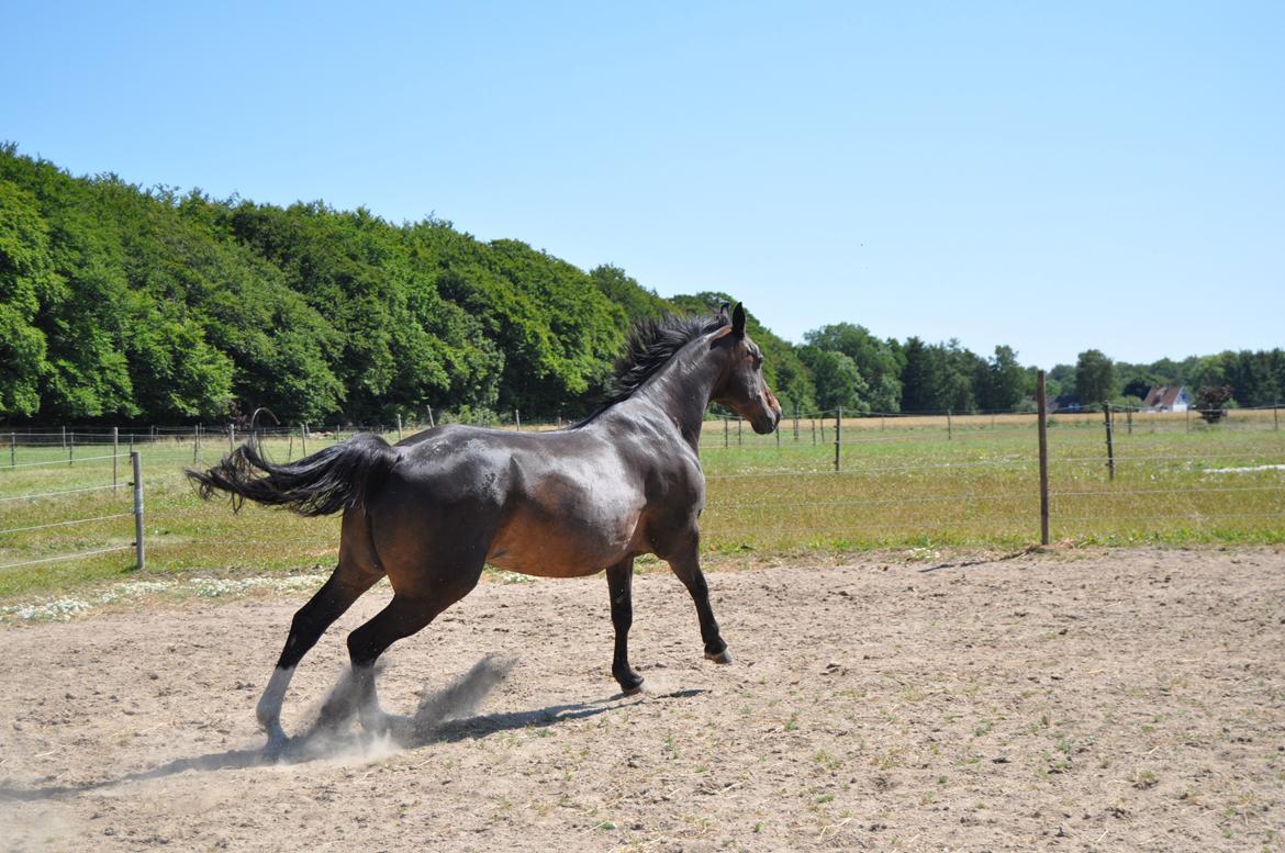 Dansk Varmblod Le' Quick billede 27