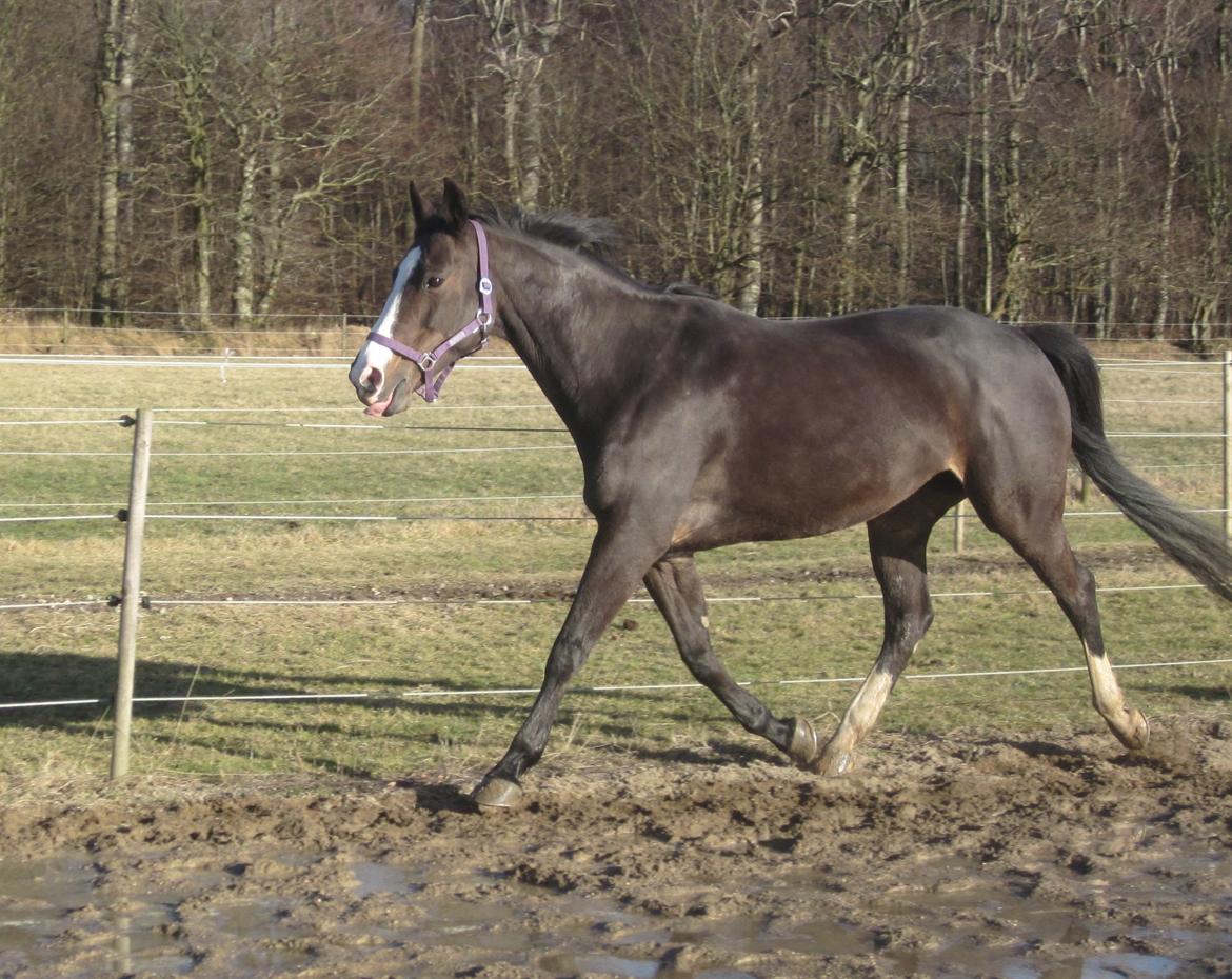 Dansk Varmblod Le' Quick billede 30