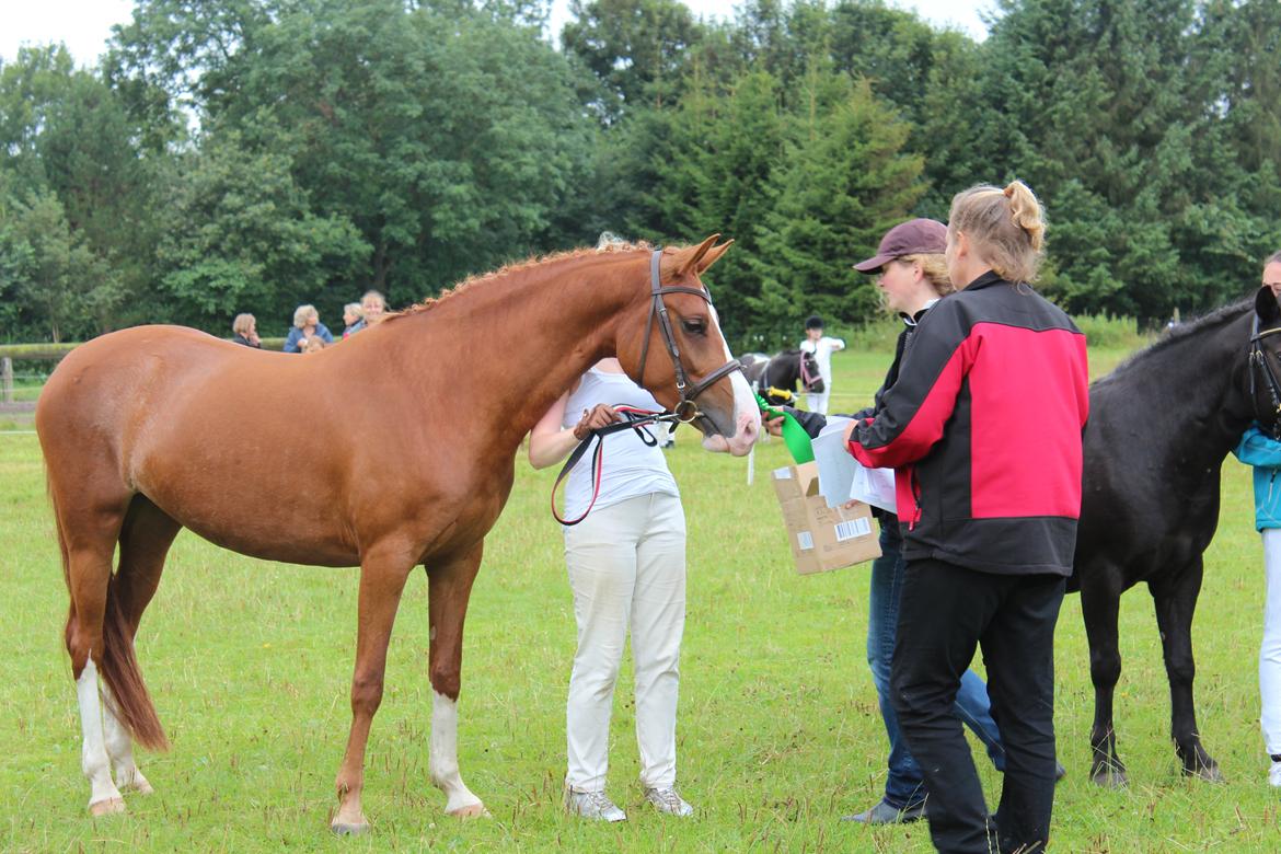Anden særlig race Millinia - Mønstring billede 10