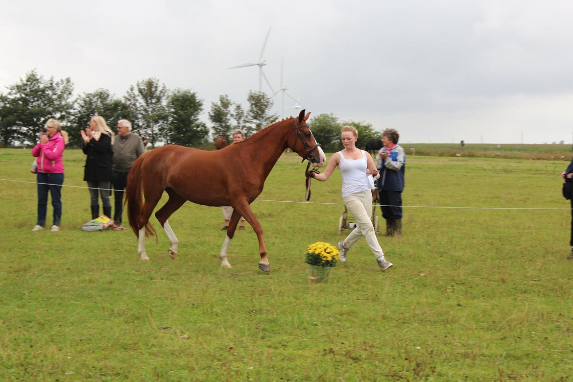 Anden særlig race Millinia billede 11