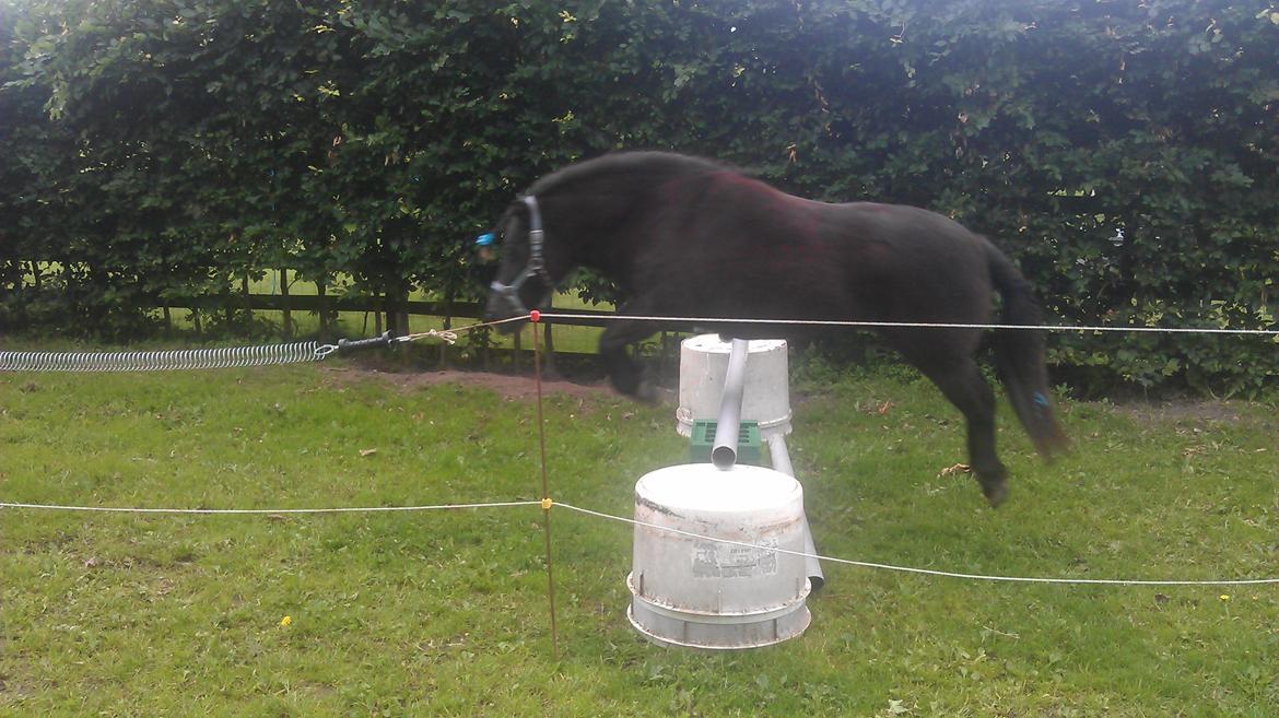 Shetlænder Sally <3 //My Soulmate// billede 5