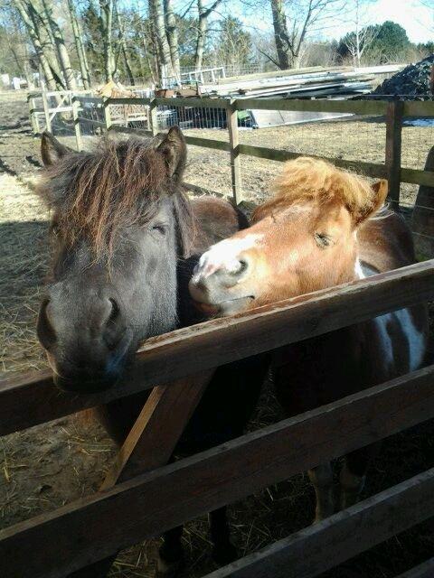 Shetlænder Sally <3 //My Soulmate// billede 7