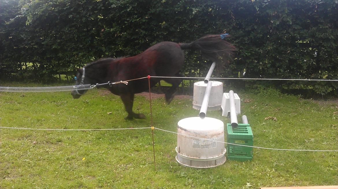 Shetlænder Sally <3 //My Soulmate// billede 8