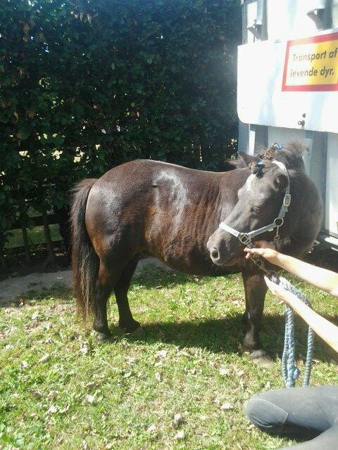 Shetlænder Sally <3 //My Soulmate// billede 9