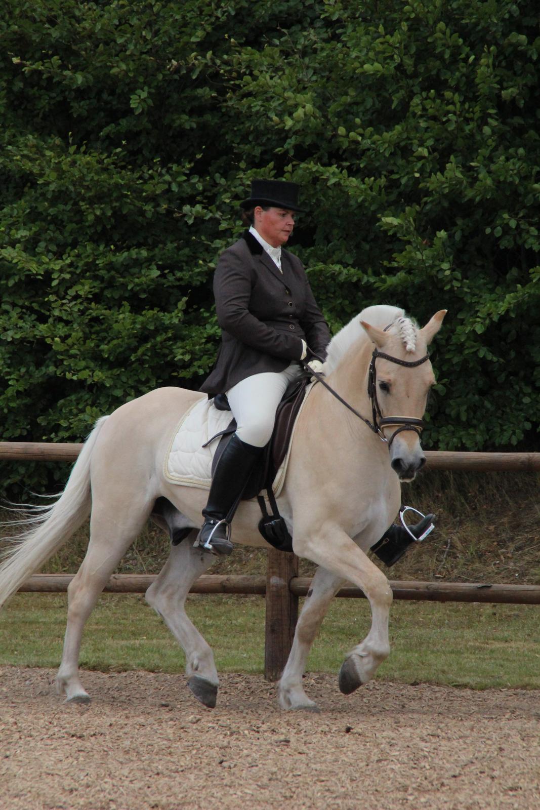 Fjordhest Mosegårdens elegant billede 33
