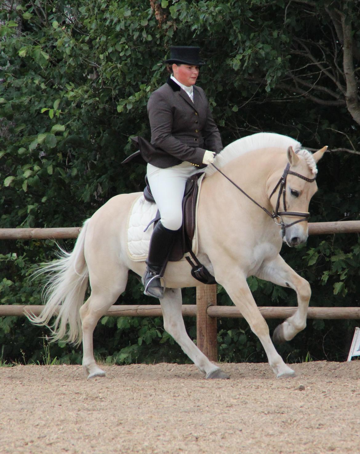 Fjordhest Mosegårdens elegant billede 34