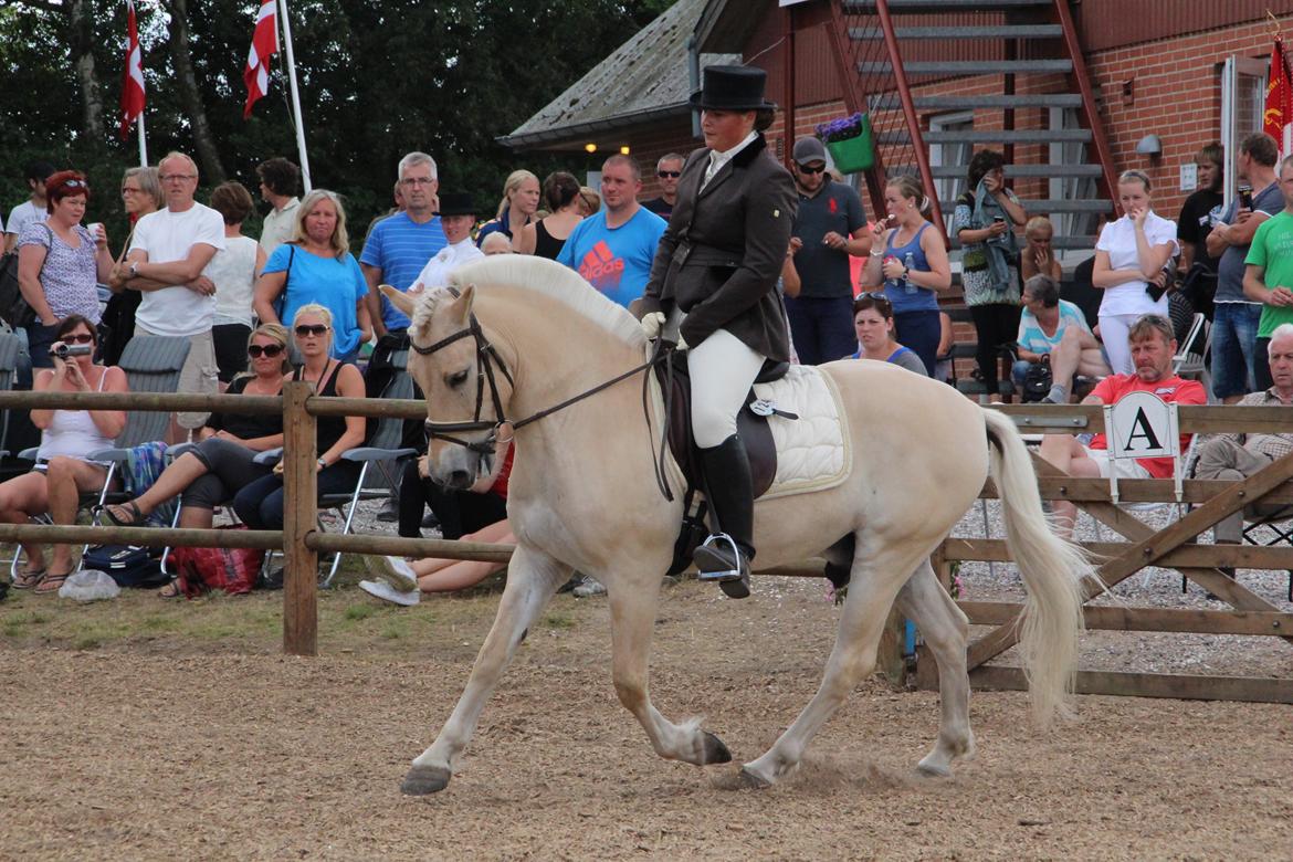 Fjordhest Mosegårdens elegant billede 35