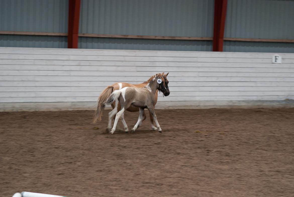 Pinto Brovang's Fantasia **BROVANG** SOLGT - Fantasia til føl kåring :D billede 10