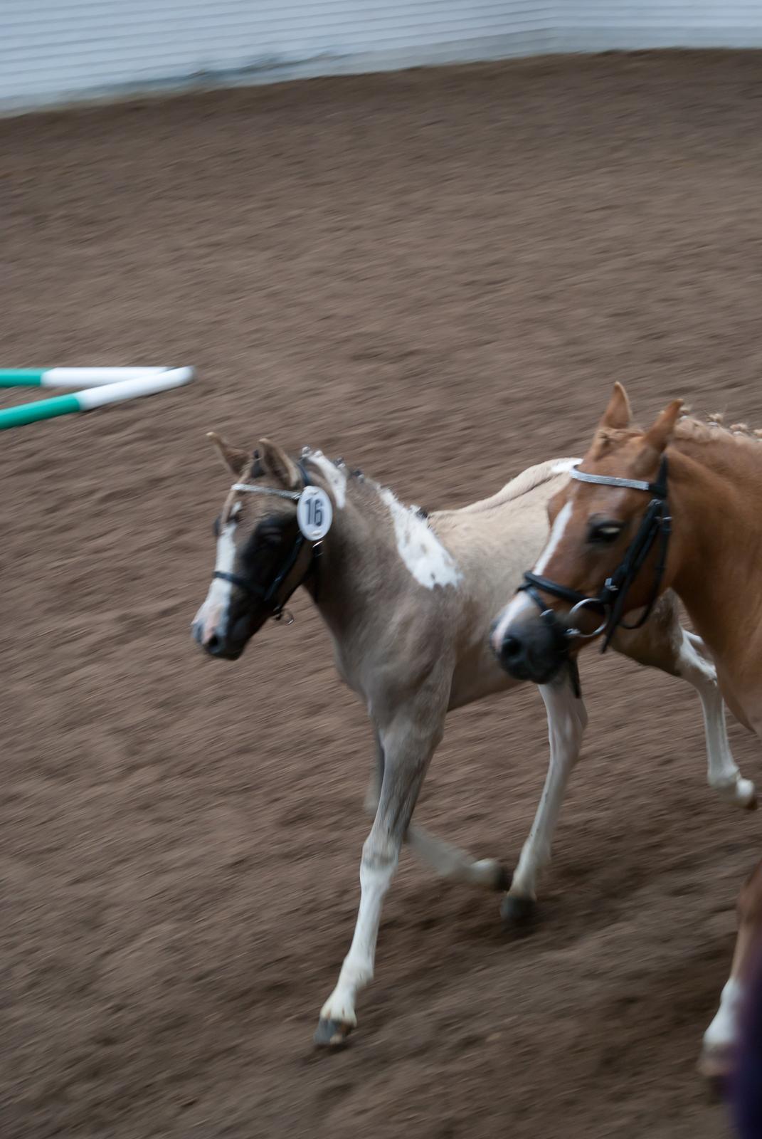 Pinto Brovang's Fantasia **BROVANG** SOLGT - Du er bare en smuk smuk ener <3 billede 11