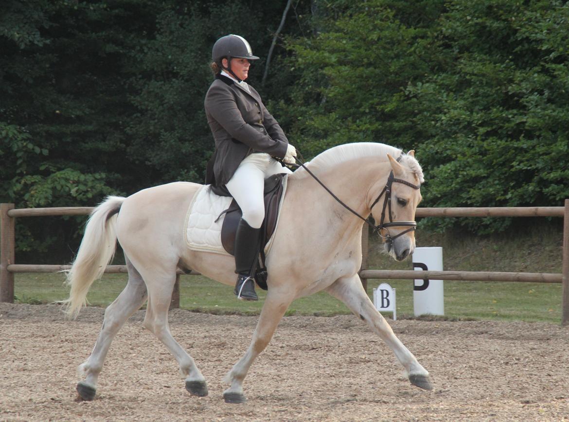 Fjordhest Mosegårdens elegant billede 38