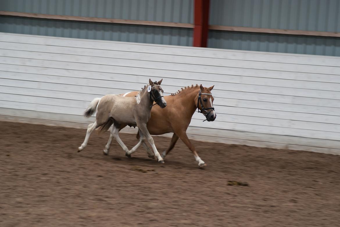 Pinto Brovang's Fantasia **BROVANG** SOLGT - Lækker trav ;) billede 12