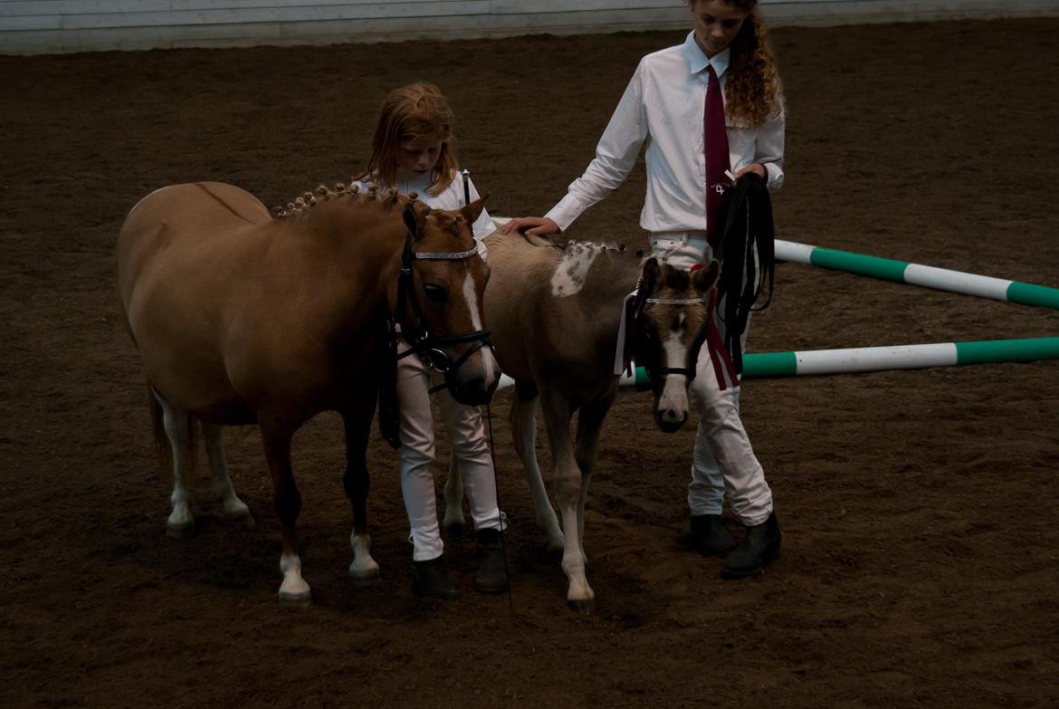 Pinto Brovang's Fantasia **BROVANG** SOLGT - Smuk er hun med sine to fine røde rosette ;D billede 13