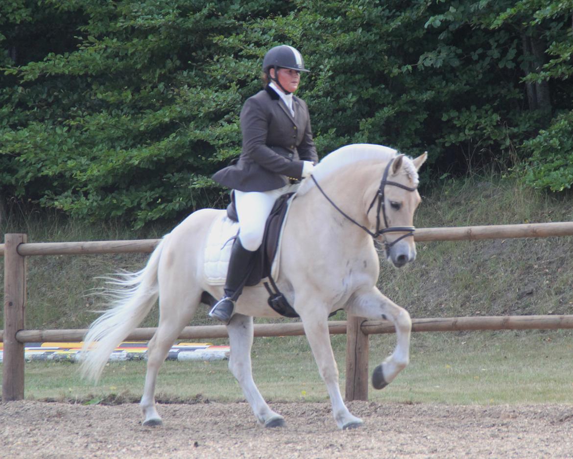 Fjordhest Mosegårdens elegant billede 41