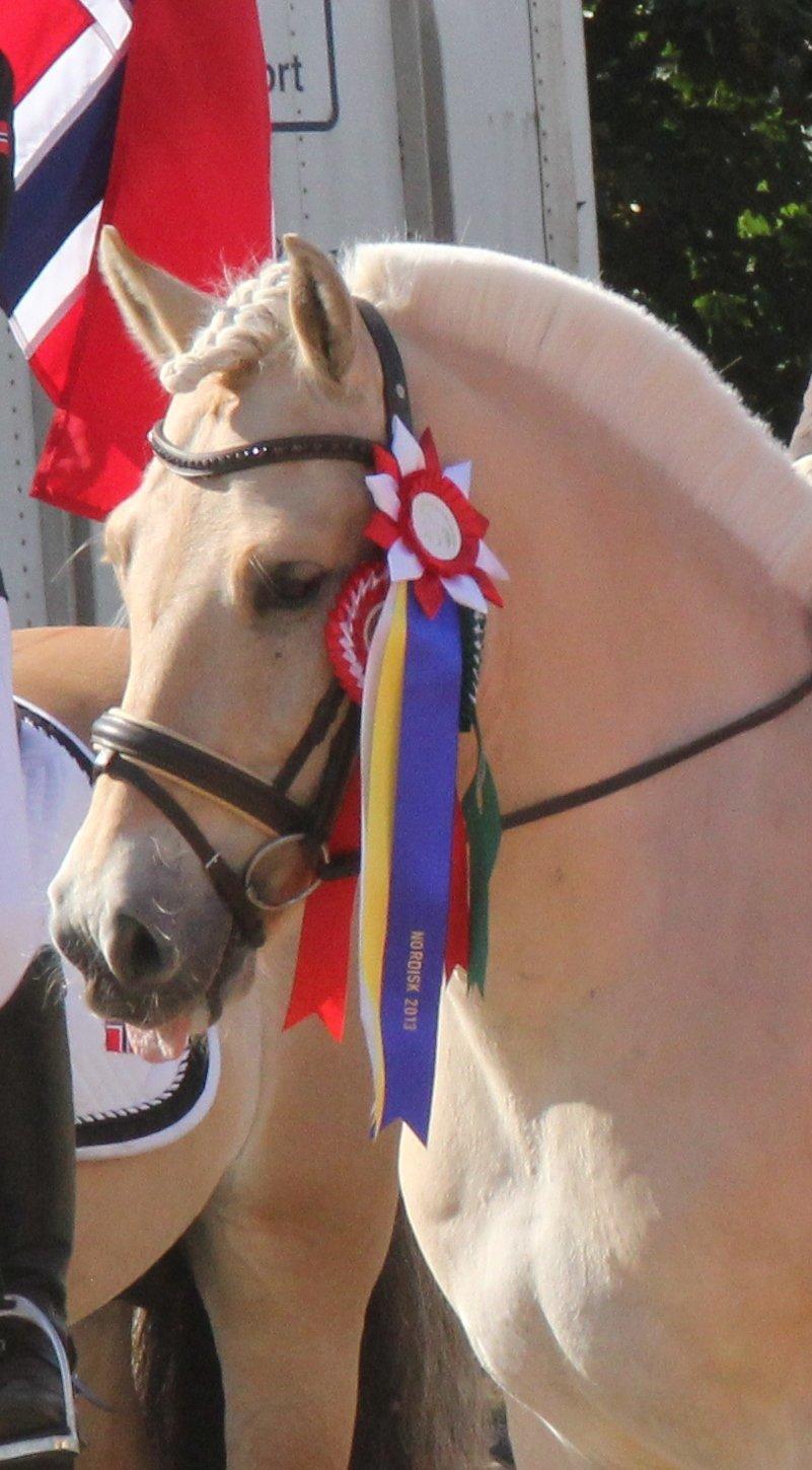 Fjordhest Mosegårdens elegant billede 42