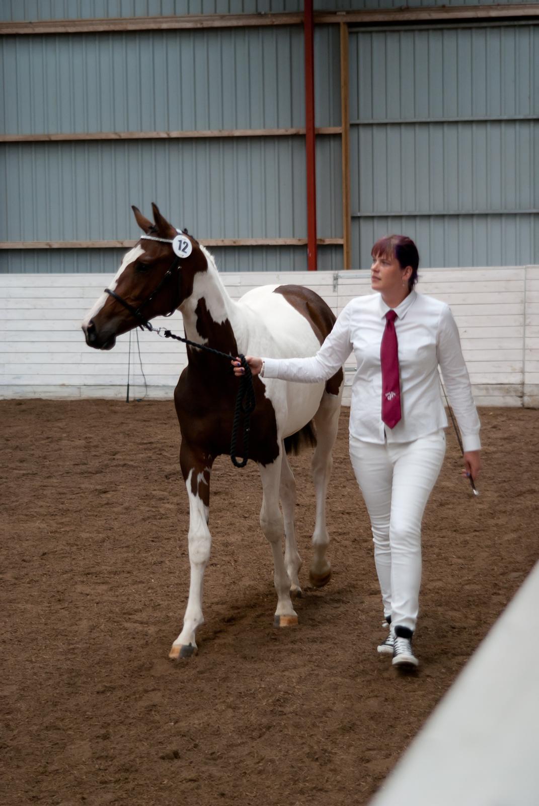 Pinto Hedens Nangijala **BROVANG** - Så er det kåring 2013, her med min mor :) billede 16