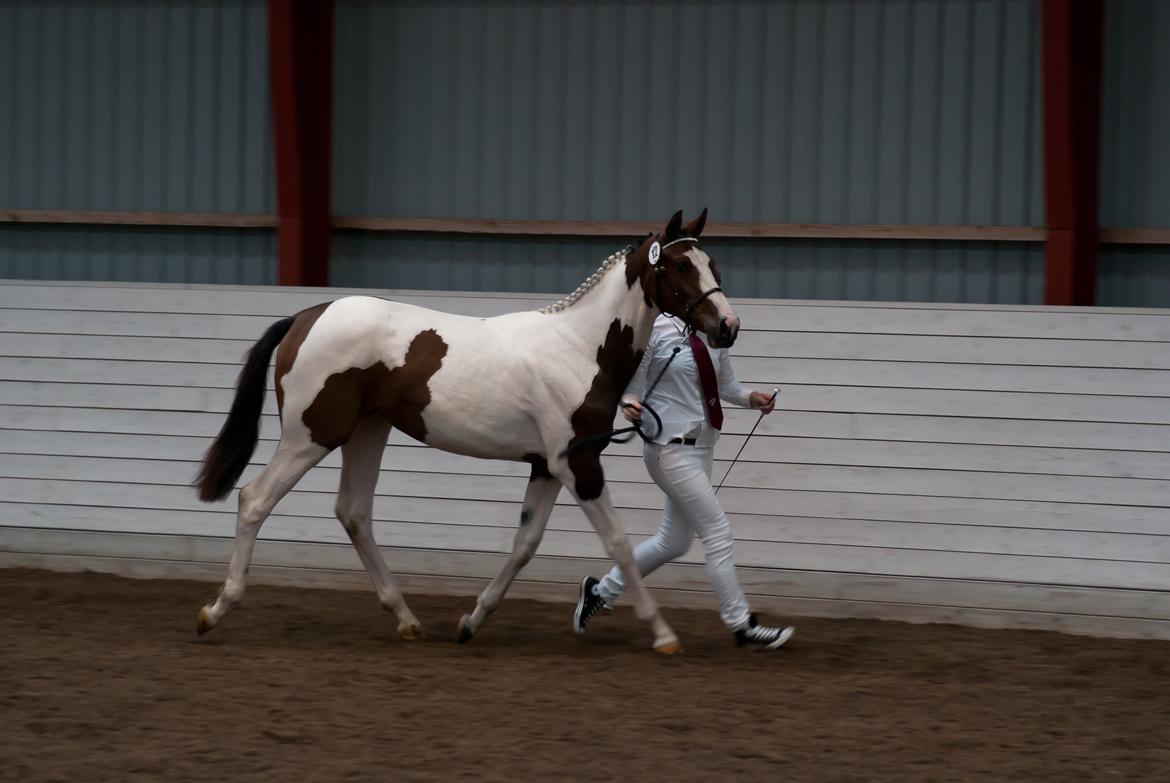 Pinto Hedens Nangijala **BROVANG** - MuMs siger jeg bare :) billede 17