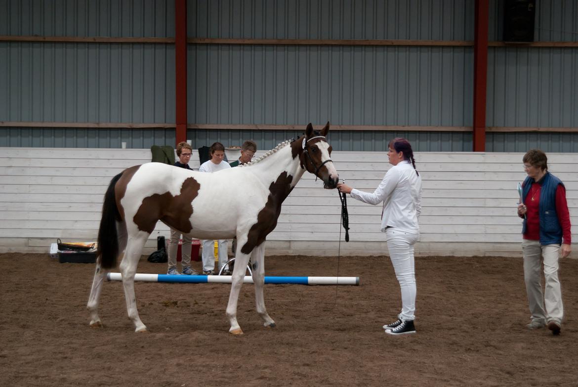 Pinto Hedens Nangijala **BROVANG** - 8 i helhed <3 billede 18