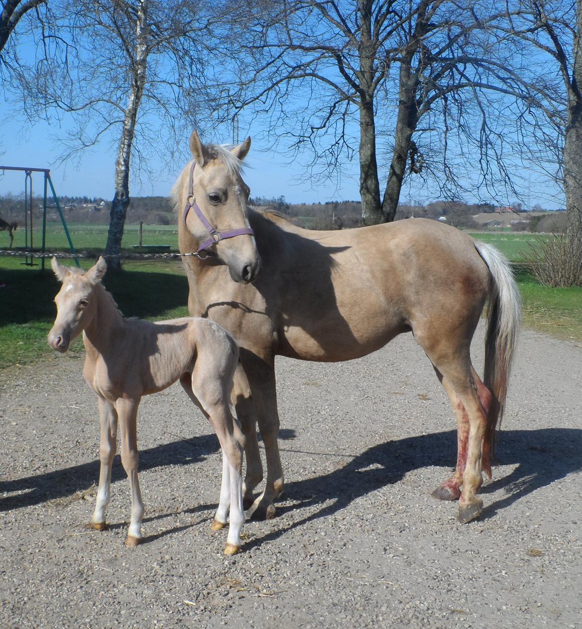 DSP Suna's Golden Dancer billede 3