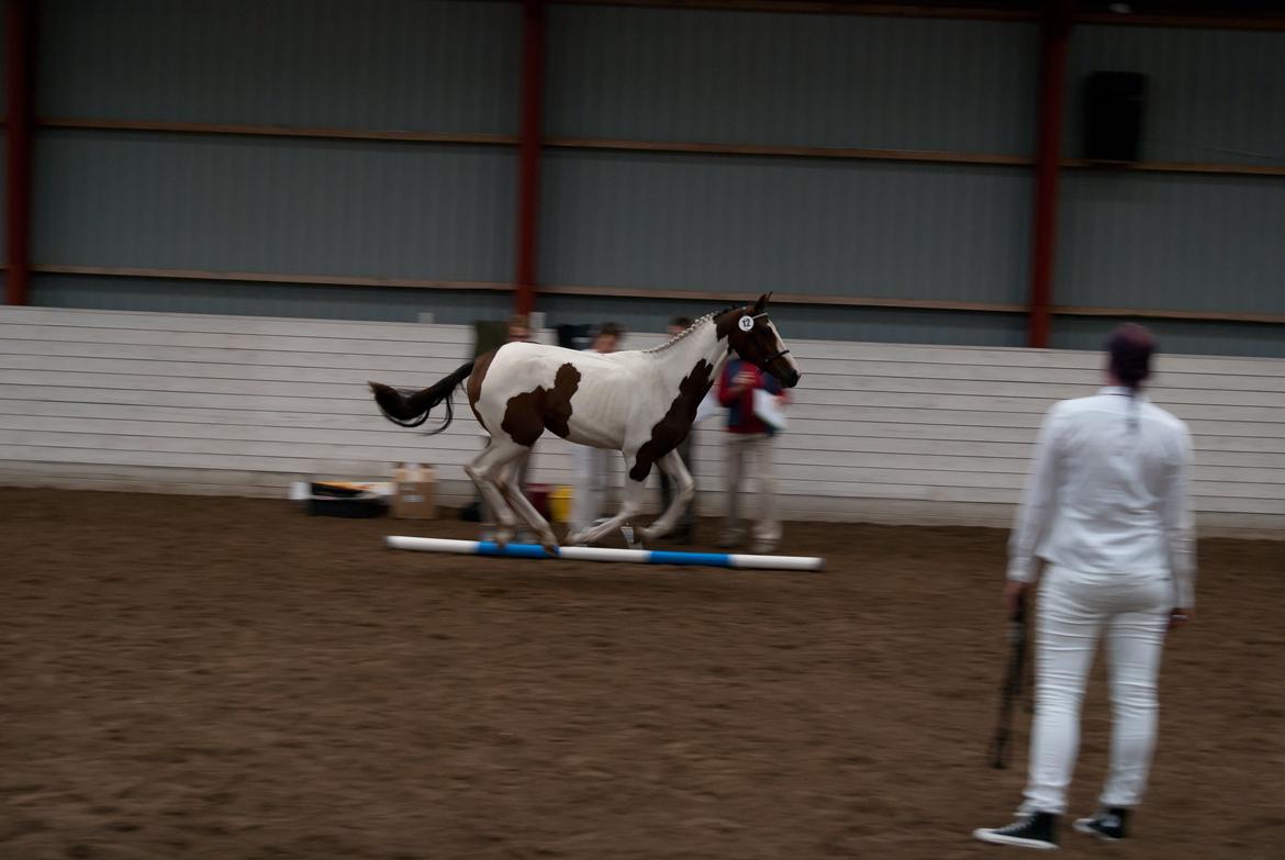 Pinto Hedens Nangijala **BROVANG** - weeee :D billede 19