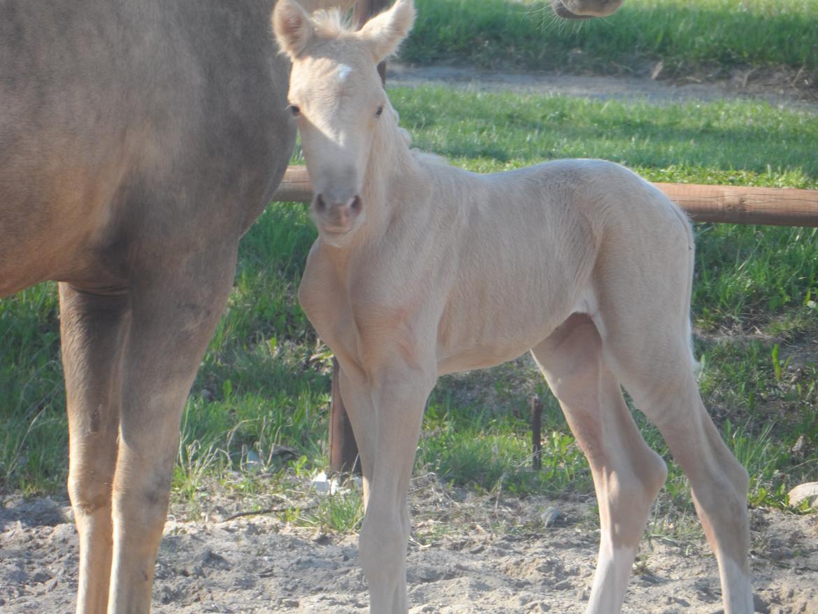 DSP Suna's Golden Dancer billede 4