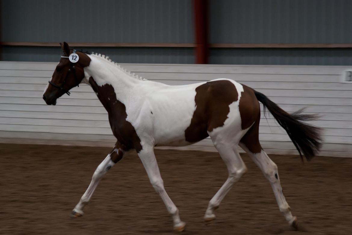 Pinto Hedens Nangijala **BROVANG** - <3 <3 <3  billede 20