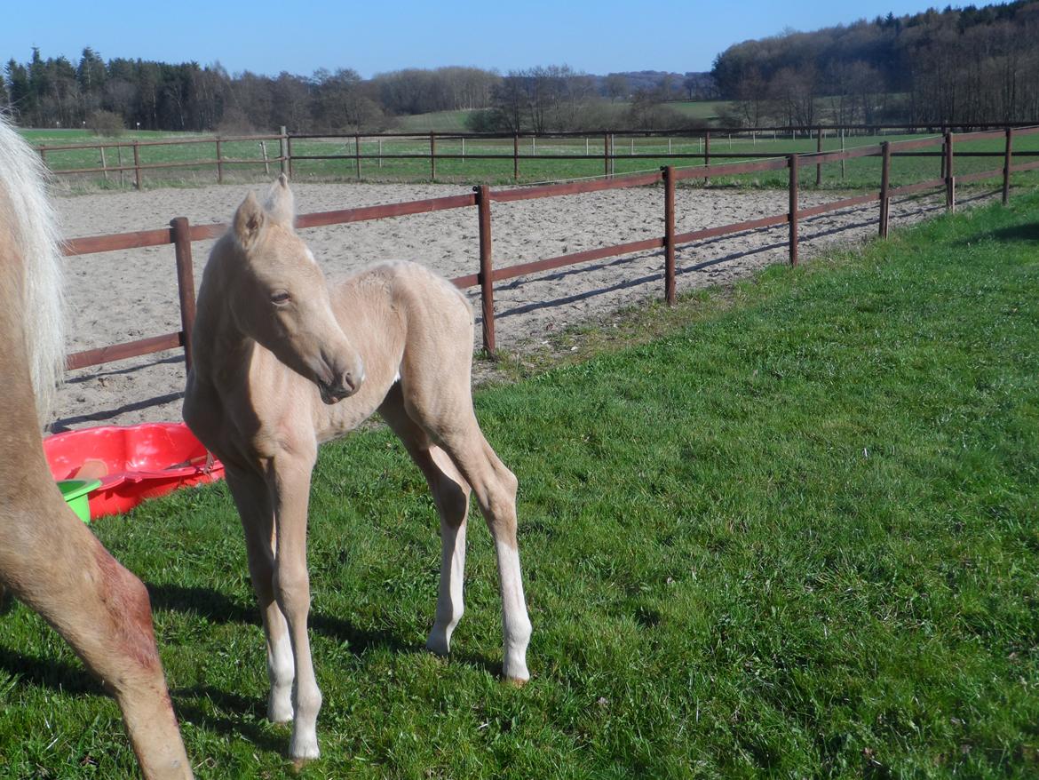 DSP Suna's Golden Dancer billede 5