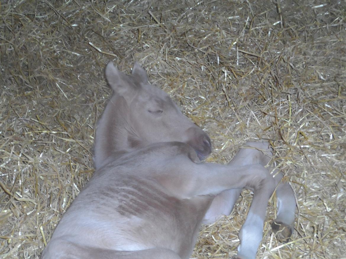 DSP Suna's Golden Dancer billede 6