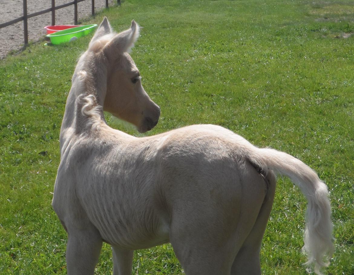 DSP Suna's Golden Dancer billede 7