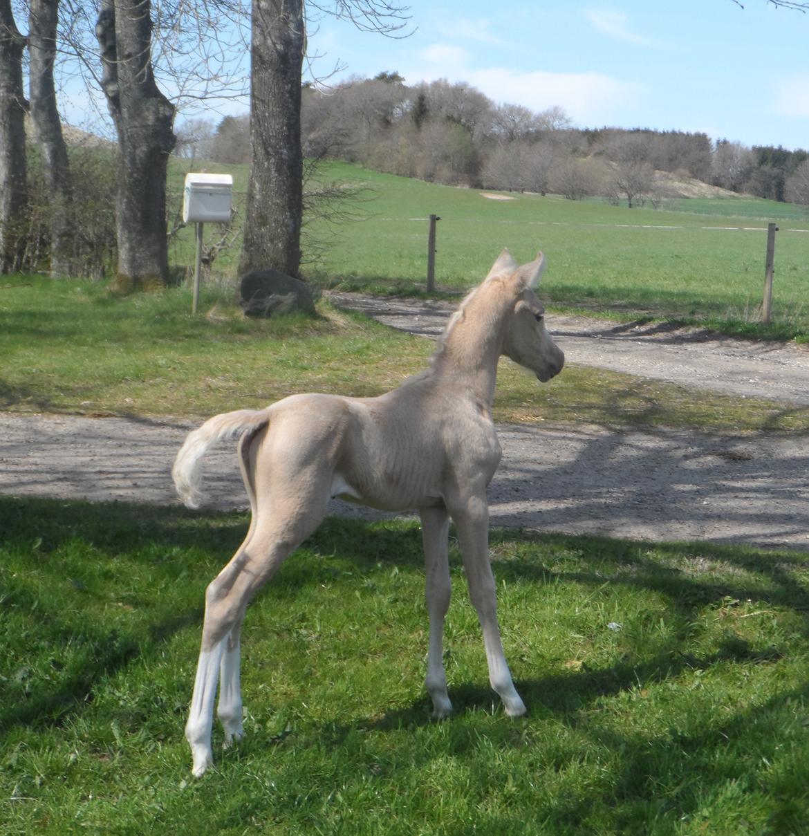 DSP Suna's Golden Dancer billede 8