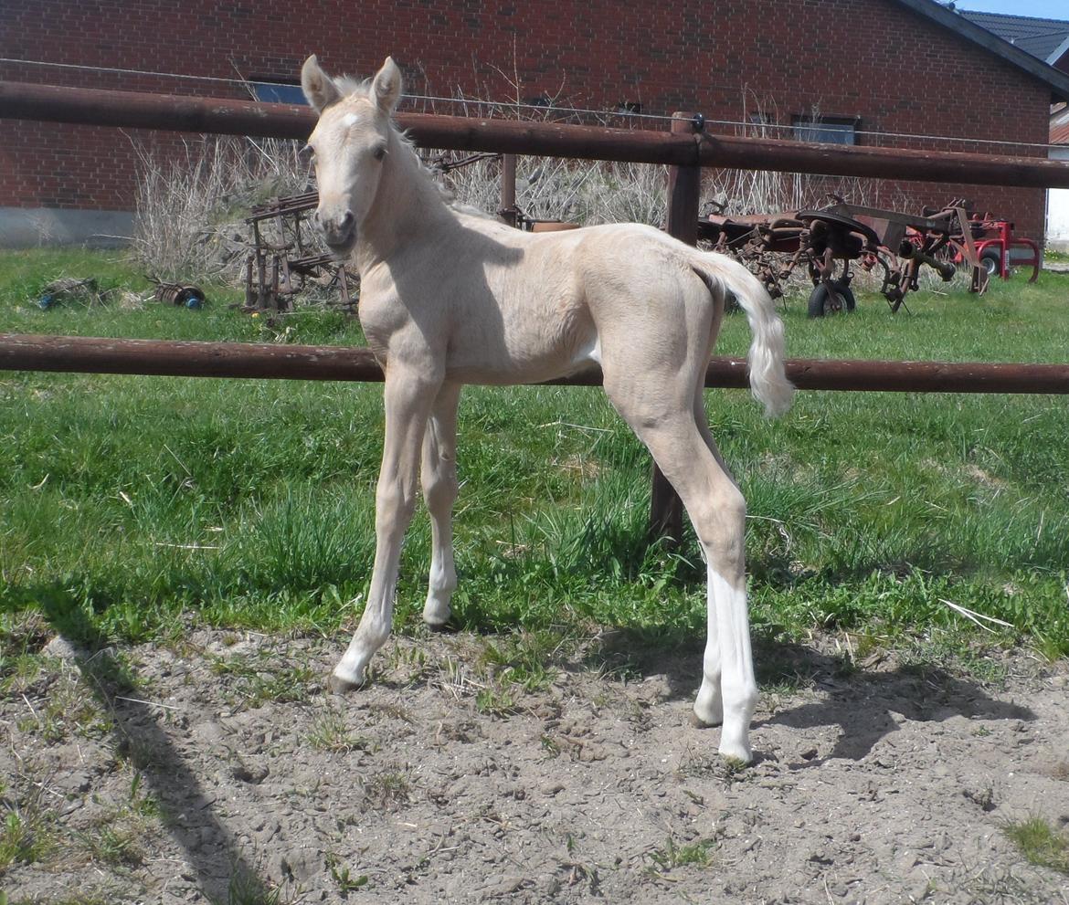 DSP Suna's Golden Dancer billede 9