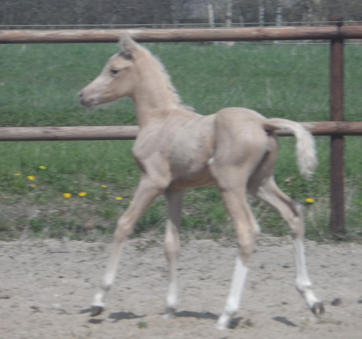 DSP Suna's Golden Dancer billede 10