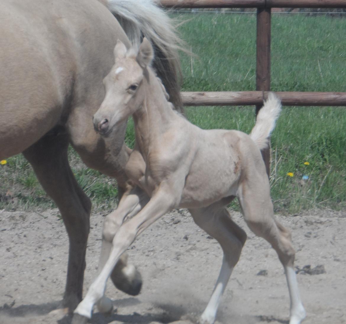 DSP Suna's Golden Dancer billede 11