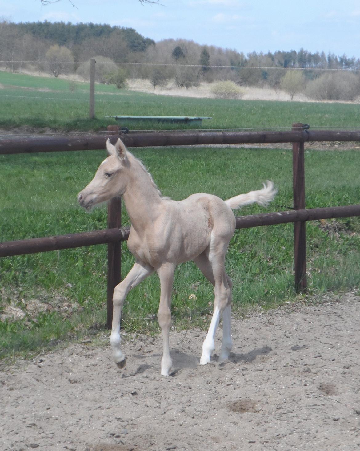 DSP Suna's Golden Dancer billede 12