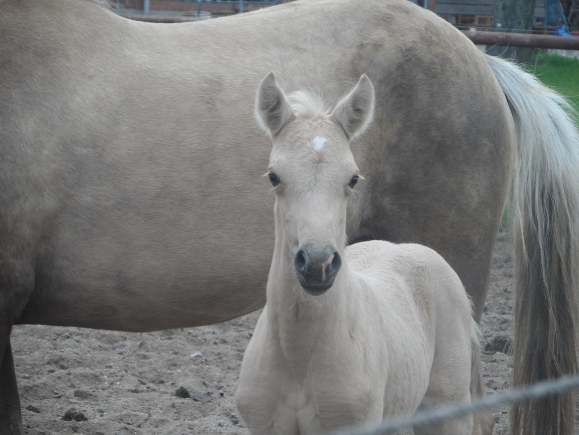 DSP Suna's Golden Dancer billede 13