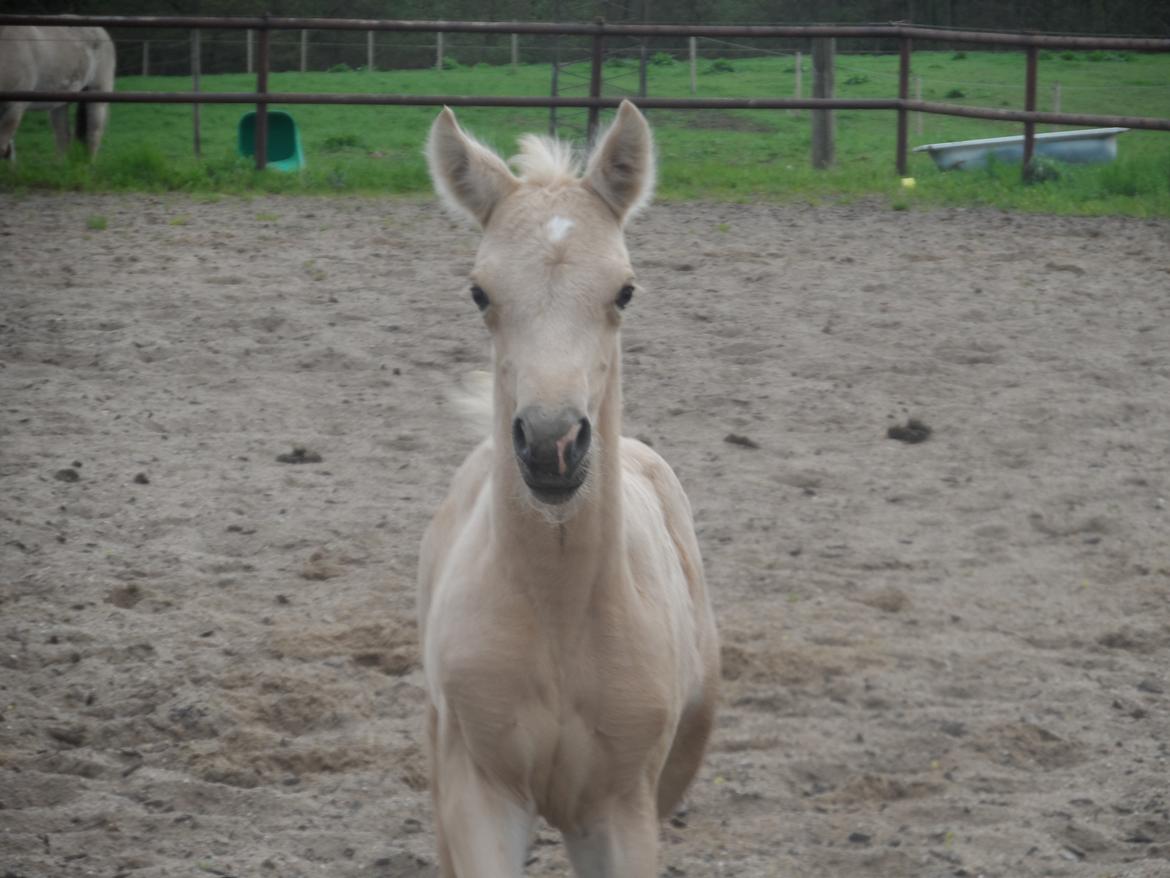 DSP Suna's Golden Dancer billede 14