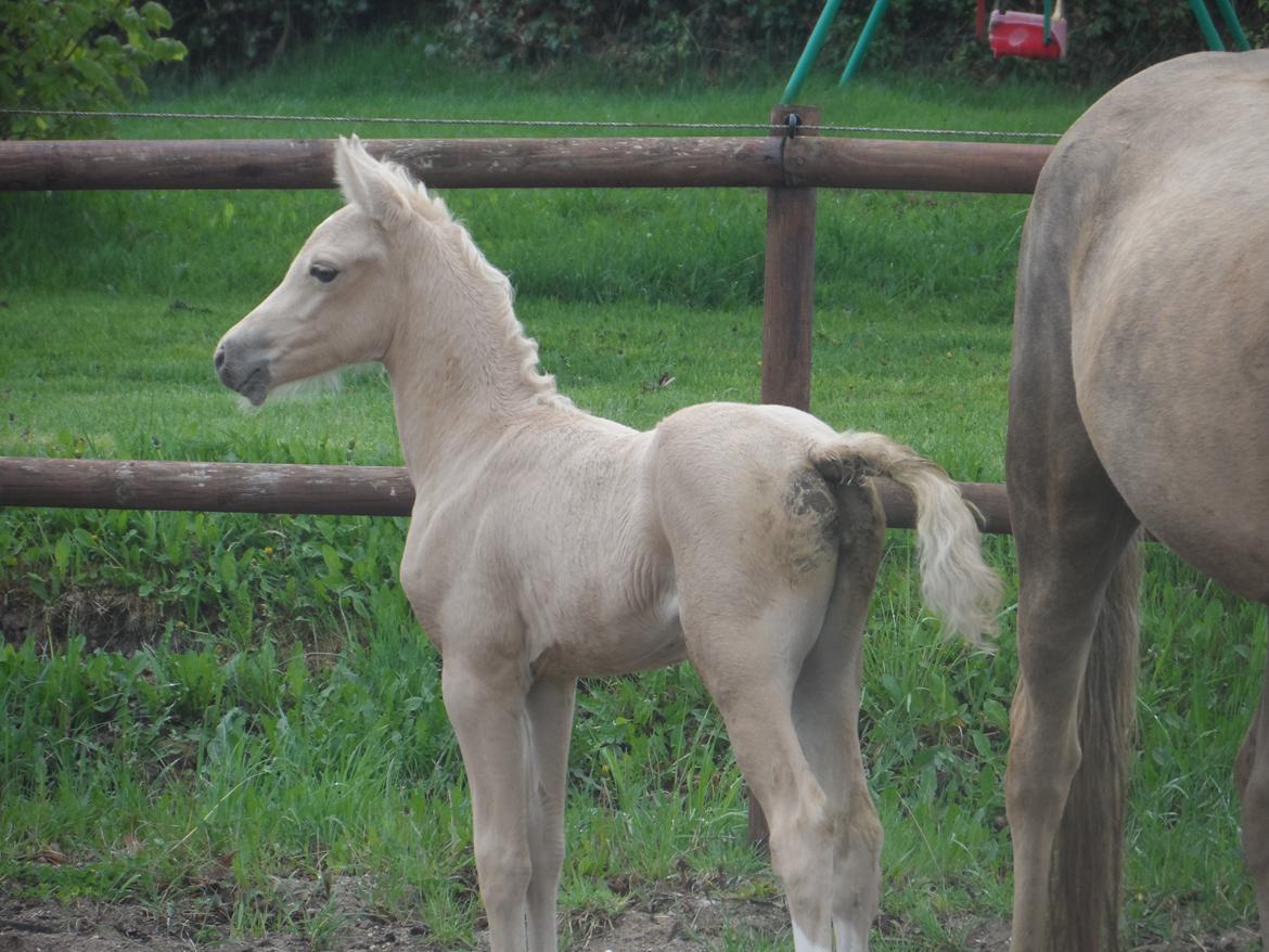 DSP Suna's Golden Dancer billede 15