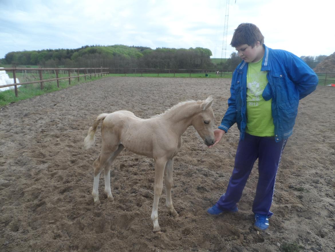 DSP Suna's Golden Dancer billede 16