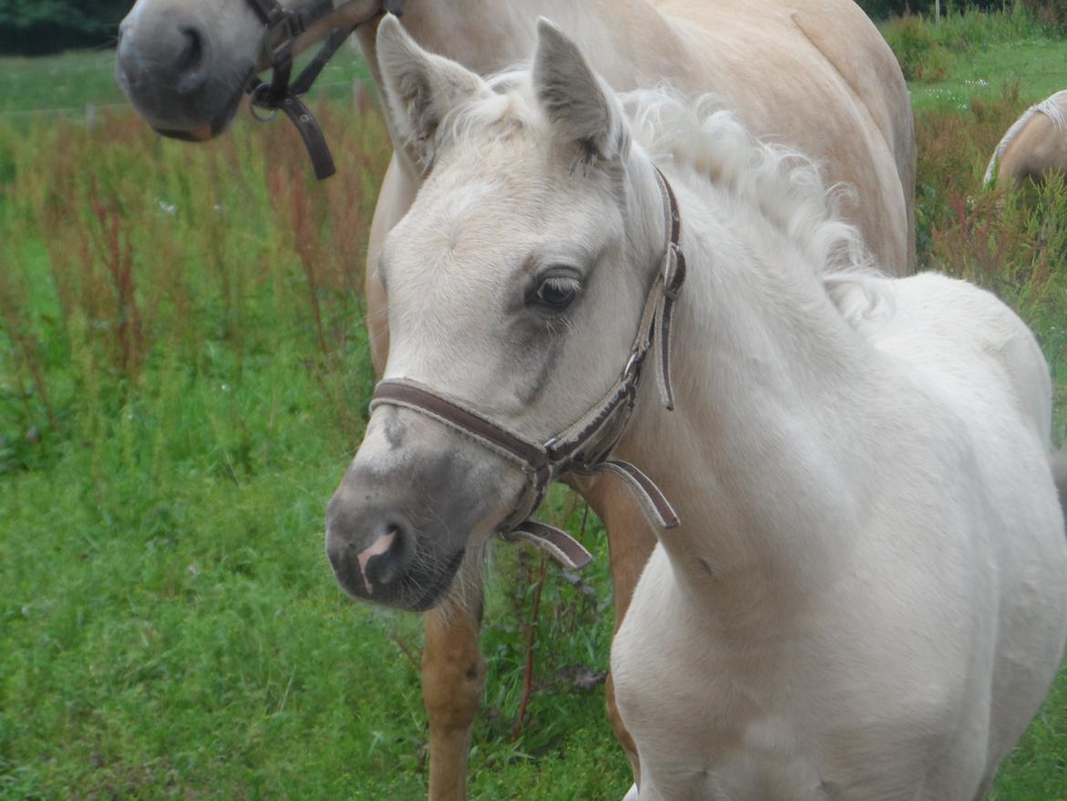 DSP Suna's Golden Dancer billede 17