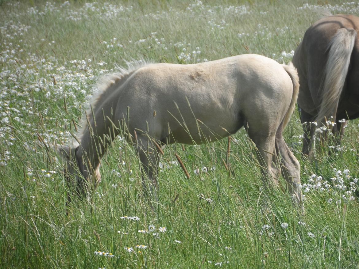 DSP Suna's Golden Dancer billede 18