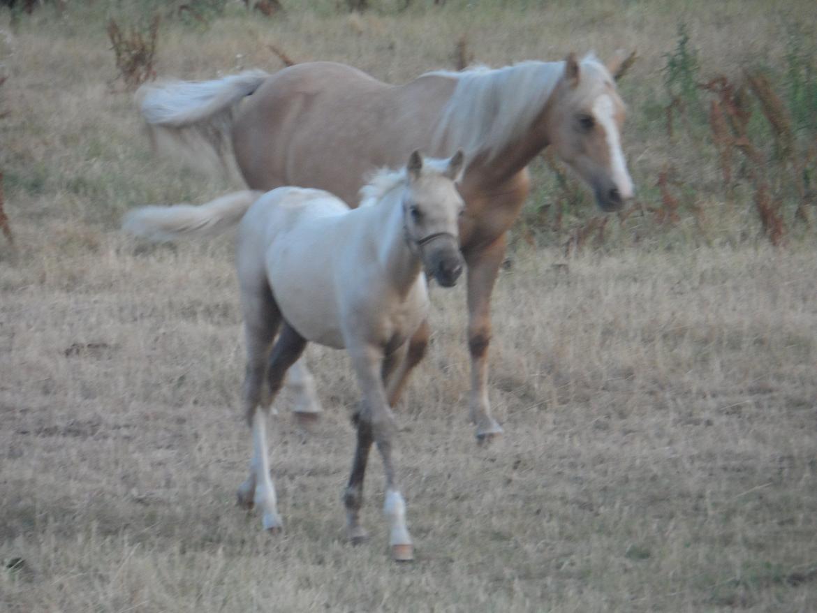 DSP Suna's Golden Dancer billede 19