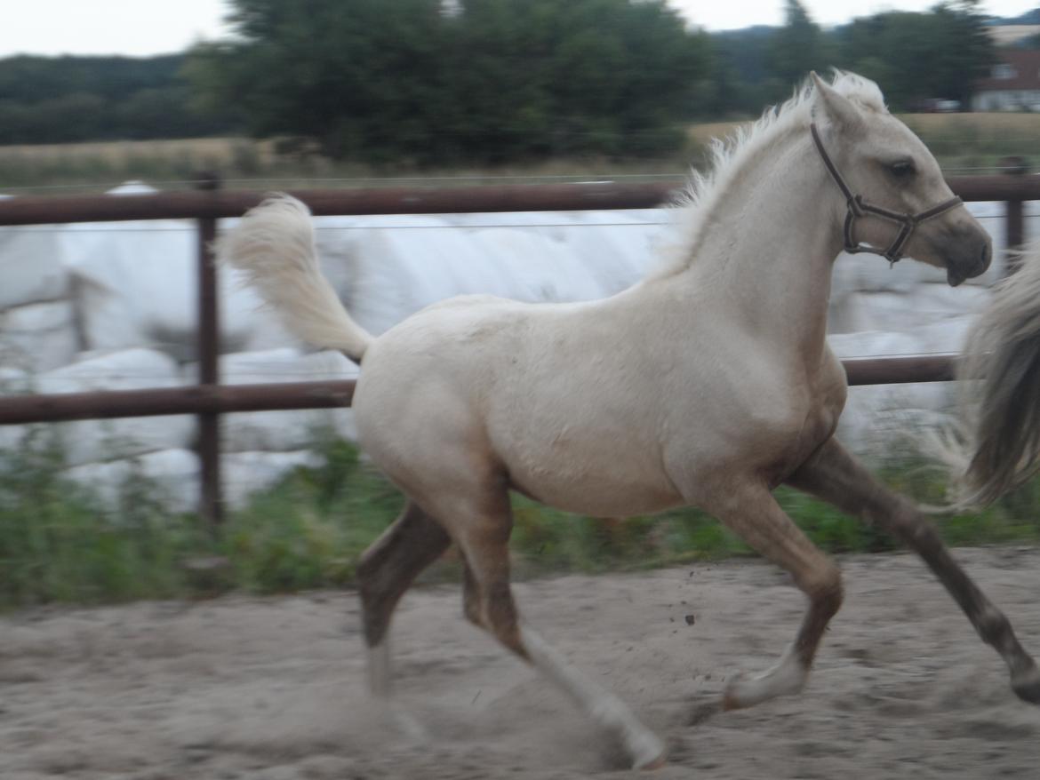 DSP Suna's Golden Dancer billede 21