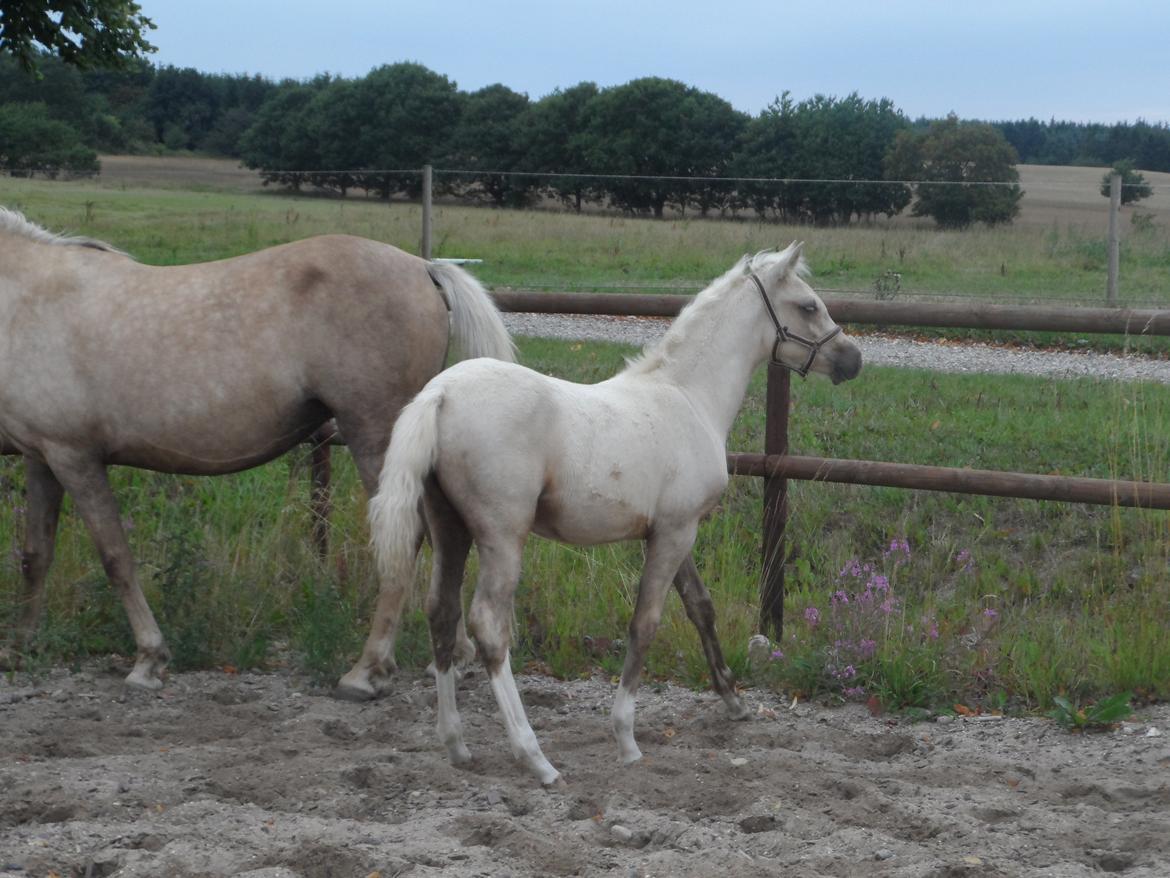 DSP Suna's Golden Dancer billede 22